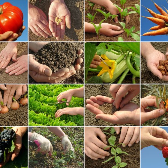 initiative-regenerative-nutrition-food-systems